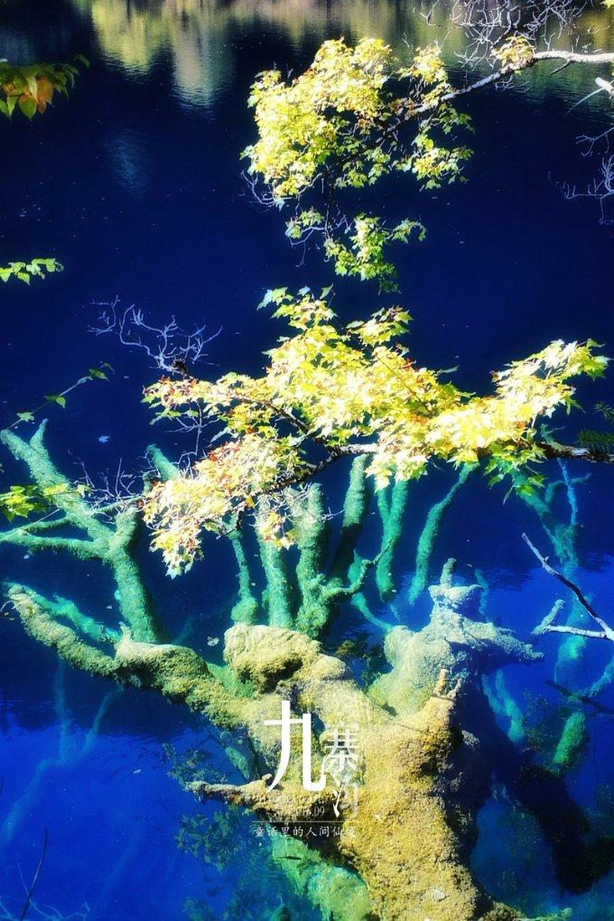冷冻的水饺在下锅前需要先浸泡吗?这样做的目的是什么?-全面解答你的问题